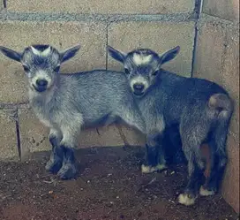 sepasang kambing mini pygmi 3-4 bulanan asli FB original TB 30cm unik