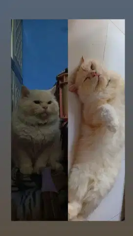 Open adopsi free