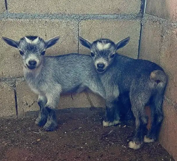 sepasang kambing mini pygmi 3-4 bulanan asli ori siap koleksi exotik