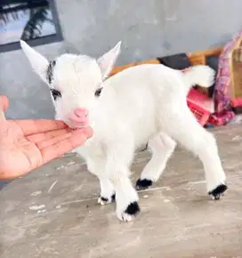sepasang kambing mini pygmi 3-4 bulanan asli ori siap koleksi exotik