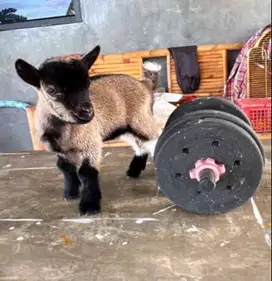 sepasang kambing mini pygmi 3-4 bulanan asli ori siap koleksi exotik
