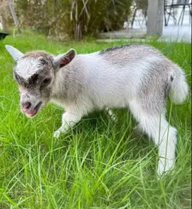 sepasang kambing mini pygmi 3-4 bln TB 30cm siap koleksi exotik manteb