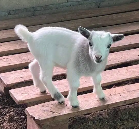 sepasang kambing mini pygmi 3-4 bln TB 30cm siap koleksi exotik manteb