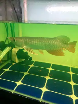 Arowana Highback golden red