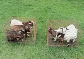 sepasang kambing hias mini pygmi 3-4 bulanan TB 30cm koleksian exotik