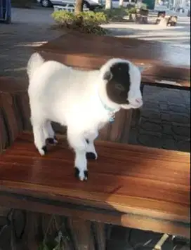 sepasang kambing hias mini pygmi 3-4 bulanan TB 30cm koleksian exotik