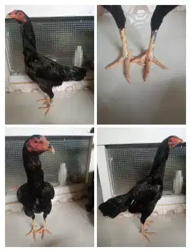 Ayam betina Mangon Silangan bangkok