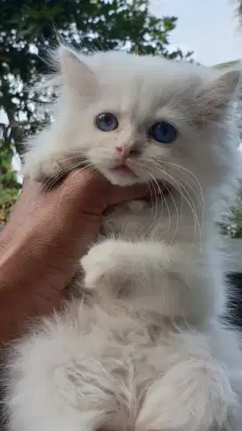 Kitten Jantan 3 bln