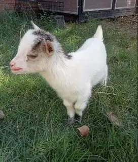 sepasang kambing mini hias pygmi TB 30cm original koleksi exotik unik