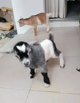 sepasang kambing mini hias pygmi TB 30cm original koleksi exotik unik