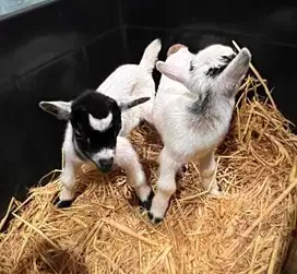 sepasang kambing hias mini pygmi 3-4 bln TB 30cm koleksian exotik unik