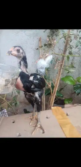 Ayam pitik bk silangan