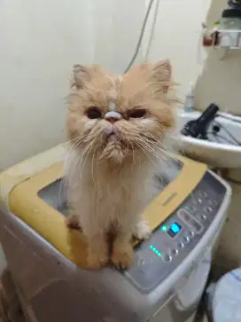 Kucing peaknose betina