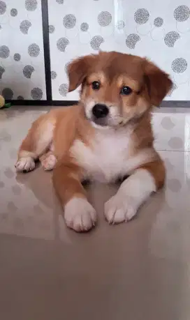 ANAKAN ANJING LABRADOR MIX KOKONI BULU LEBATT