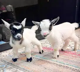 sepasang kambing hias mini pygmi koleksi exotik 3-4 bln TB 30cm langka