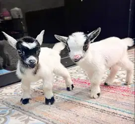 sepasang kambing hias pygmi mini TB 30cm 3-4 bln asli kerdil ori unik