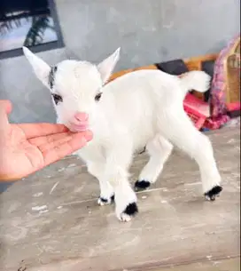 sepasang kambing hias pygmi mini TB 30cm 3-4 bln asli kerdil ori unik