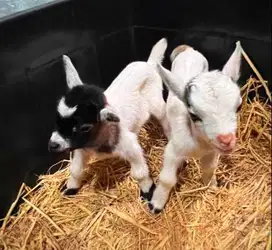 sepasang kambing hias pygmi mini 3-4 bulanan TB 30cm koleksian exotik