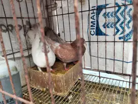Dijual merpati putih dan coklat
