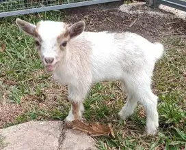 sepasang kambing hias mini pygmi TB 30cm 3-4 bln koleksian exotik unik