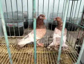 Dijual jantan merpati 2e
