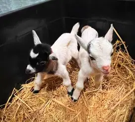 sepasang kambing hias mini pygmi 3-4 bln siap koleksian exotik unik ok