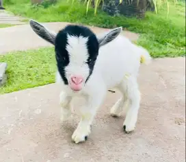 sepasang kambing hias mini pygmi 3-4 bln siap koleksian exotik unik ok