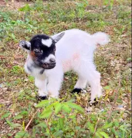 sepasang kambing hias mini pygmi 3-4 bln TB 30cm koleksian exotik unik