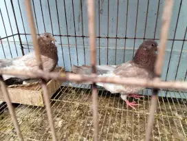 Sepasang merpati