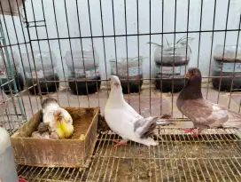 Sepasang merpati dan anakannya 2e