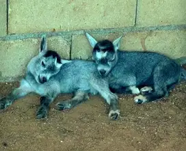 sepasang kambing hias mini pygmi 3-4 bln TB 30cm koleksi exotik manteb