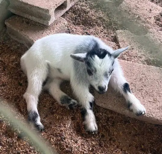 sepasang kambing hias mini pygmi 3-4 bln TB 30cm koleksi exotik manteb