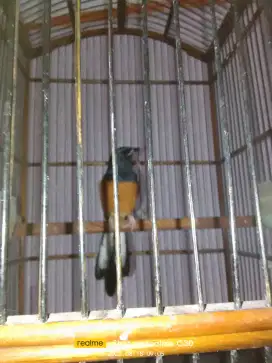 Jual aja murai Medan