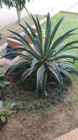 Agave  super besar