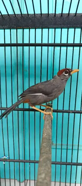 Poksay Mandarin Jantan