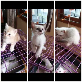 Anak kucing jantan