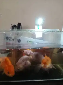 Di jual cepat ikan koki 4 biji yang besar