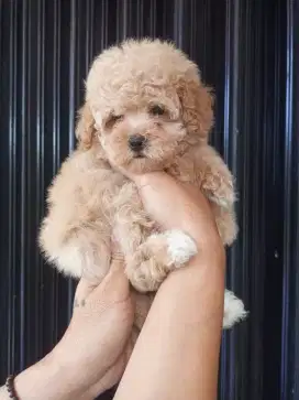 ANAK DOGI MALTIPOO