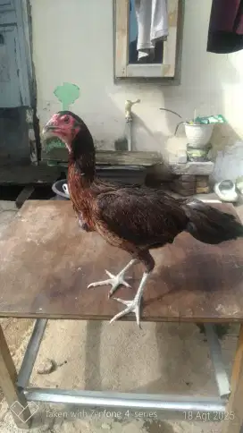 Ayam bangkok Pama