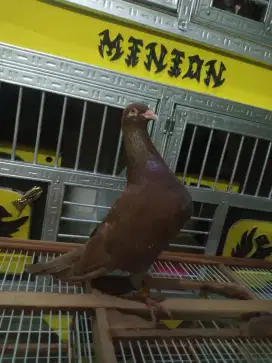 Merpati Kolong Bebasan