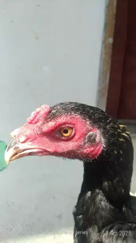 Ayam bangkok khoygon