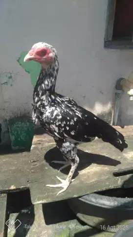 Ayam bangkok pakhoy