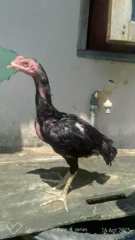 Ayam bangk pakhoy pitbull