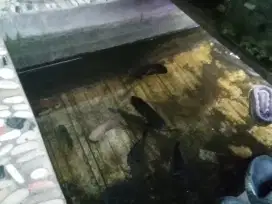 ikan oscar osscar oskar