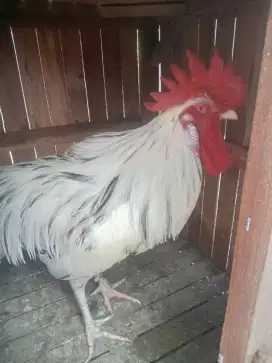 Ayam Pelung sejodoh