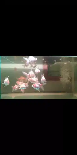 Ikan koki oranda,ryukin