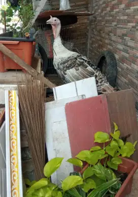 Ayam Kalkun Putih Remaja
