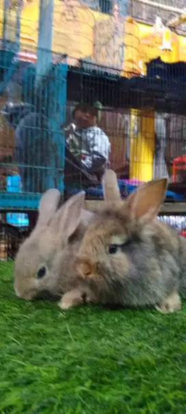 Kelinci sepasang lokalan sangkal murmer