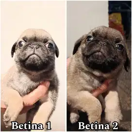 Open booking pug puppy betina