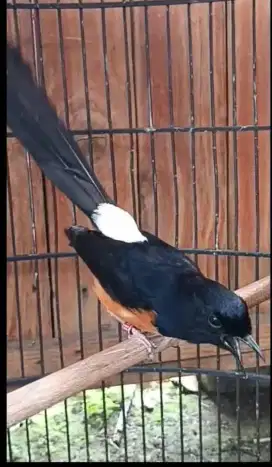 Murai batu prestasi
